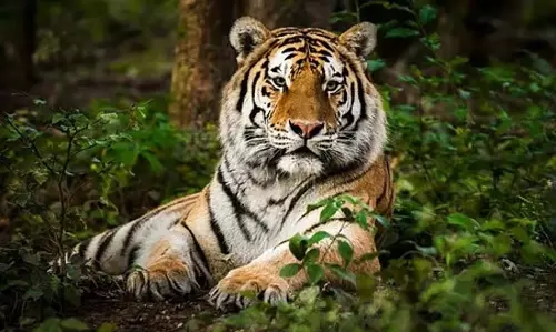 संयुक्त राष्ट्र मानवाधिकार निकाय ने बाघ अभयारण्यों से आदिवासी निवासियों के पुनर्वास पर चिंता जताई