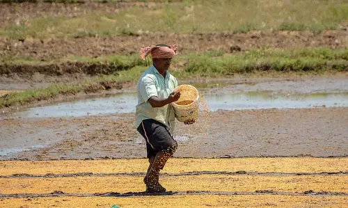 ओडिशा में गुणवत्तापूर्ण धान के बीज का संकट, OSSC लक्ष्य से पीछे ओडिशा में गुणवत्तापूर्ण धान के बीज का संकट, OSSC लक्ष्य से पीछे