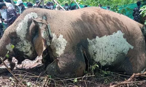 मादा हाथी की संदिग्ध हृदयाघात से मौत मादा हाथी की संदिग्ध हृदयाघात से मौत