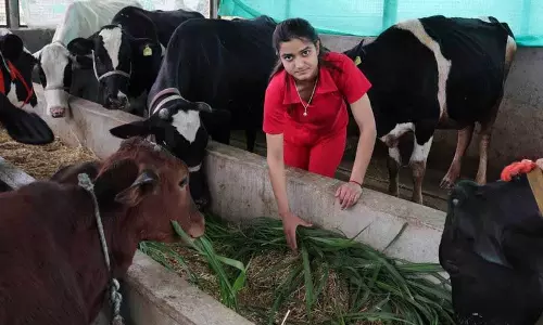 दूध दुहने में मिली सफलता, Sakina Thakur के डेयरी फार्म से हर महीने 2 लाख रुपये की कमाई दूध दुहने में मिली सफलता, Sakina Thakur के डेयरी फार्म से हर महीने 2 लाख रुपये की कमाई