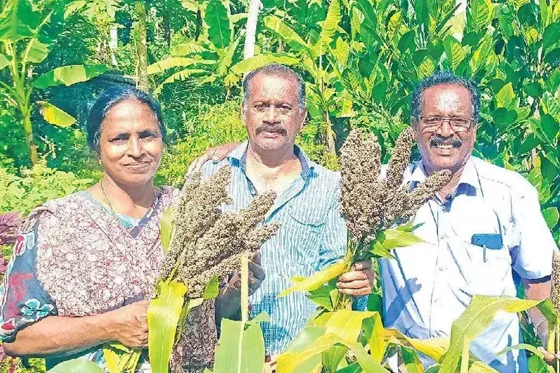 सेवानिवृत्त SI ने विथुरा में बाजरे की भरपूर फसल काटी