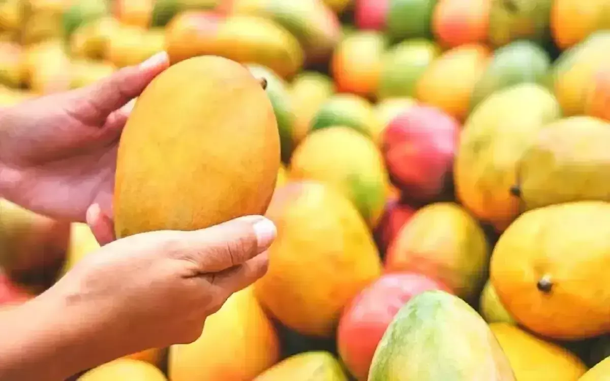 Lucknow: जापान में दशहरी आम पहुंचाने की तैयारी