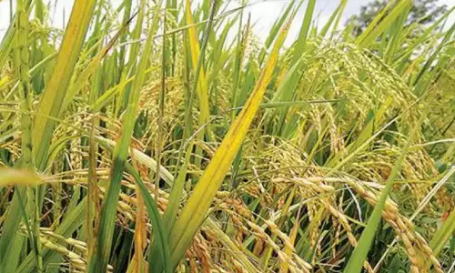 Goa में उच्च उपज वाली धान की किस्मों को बढ़ावा Goa में उच्च उपज वाली धान की किस्मों को बढ़ावा