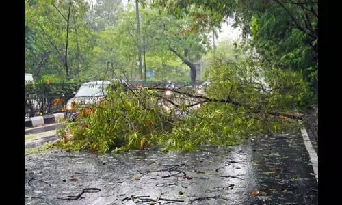 Pune में हर वार्ड को मिलेगा पेड़ छंटाई ठेकेदार
