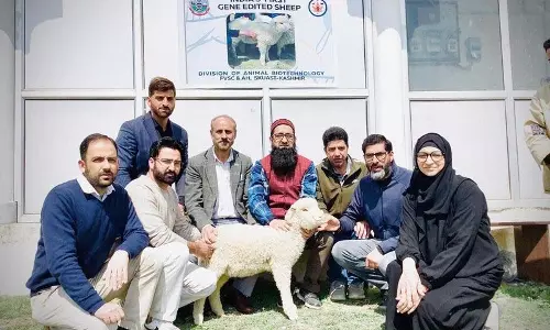Kashmir विश्वविद्यालय ने भारत की पहली जीन-संपादित भेड़ के साथ इतिहास रचा Kashmir विश्वविद्यालय ने भारत की पहली जीन-संपादित भेड़ के साथ इतिहास रचा