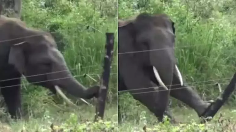 हाथी की चतुराई ने उड़ाए होश, देखें वायरल VIDEO हाथी की चतुराई ने उड़ाए होश, देखें वायरल VIDEO