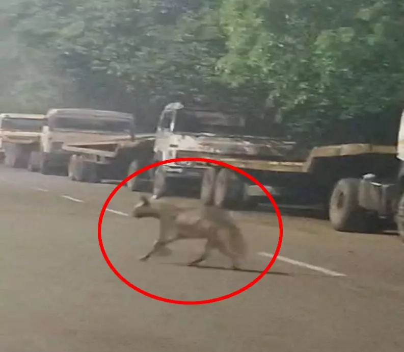 भिलाई की सड़कों पर रात के सन्नाटे में दिखा लकड़बग्घा, वायरल हुआ वीडियो भिलाई की सड़कों पर रात के सन्नाटे में दिखा लकड़बग्घा, वायरल हुआ वीडियो