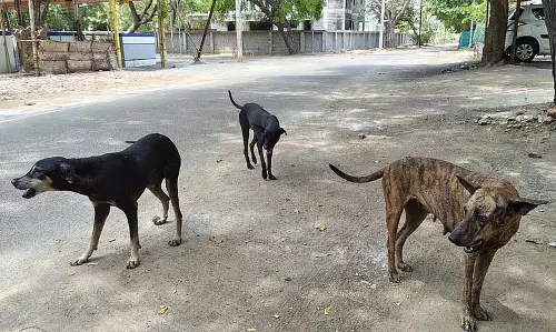 Delhi‘आवारा कुत्तों के पुनर्वास के लिए नीति बनाएं’ Delhi‘आवारा कुत्तों के पुनर्वास के लिए नीति बनाएं’
