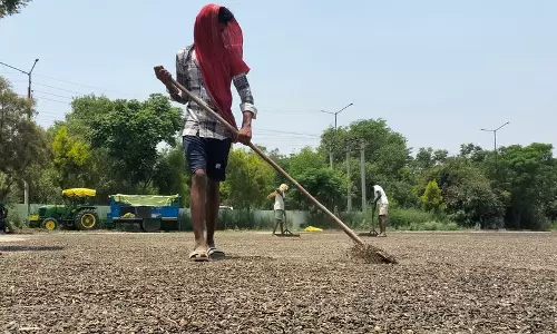 सूरजमुखी की कटाई में तेजी, Haryana के किसान खरीद का इंतजार कर रहे