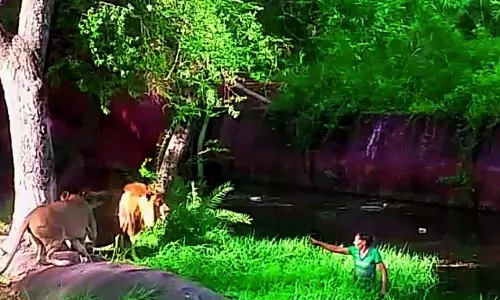 Telangana: नेहरू प्राणी उद्यान में मानसून पूर्व तैयारी