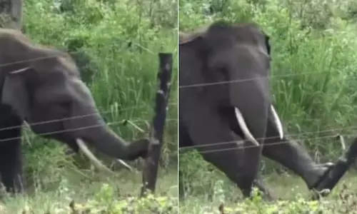 हाथी की चतुराई ने उड़ाए होश, देखें वायरल VIDEO