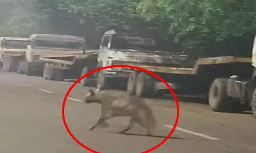 भिलाई की सड़कों पर रात के सन्नाटे में दिखा लकड़बग्घा, वायरल हुआ वीडियो भिलाई की सड़कों पर रात के सन्नाटे में दिखा लकड़बग्घा, वायरल हुआ वीडियो