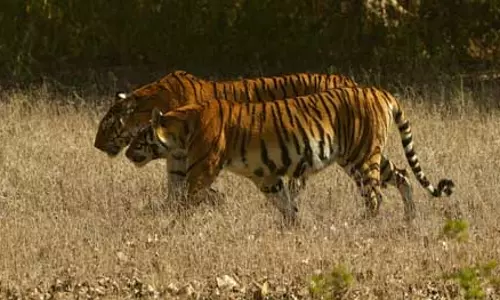 Kanha Tiger रिजर्व में चट्टानों के बीच फंसी बाघिन मृत पाई गई