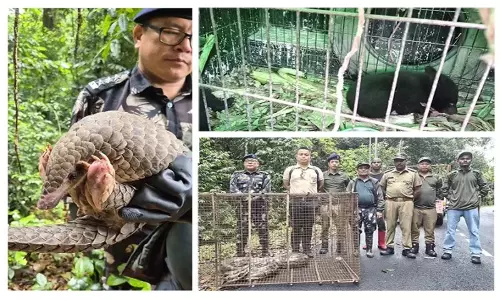 Forest  अधिकारियों ने पैंगोलिन और अजगर को बचाया