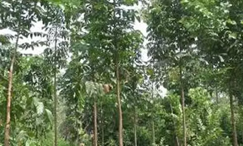 Delhi: इस मार्ग पर लगाए जाएंगे 12 हजार फूलदार पेड़ और झाड़ियां