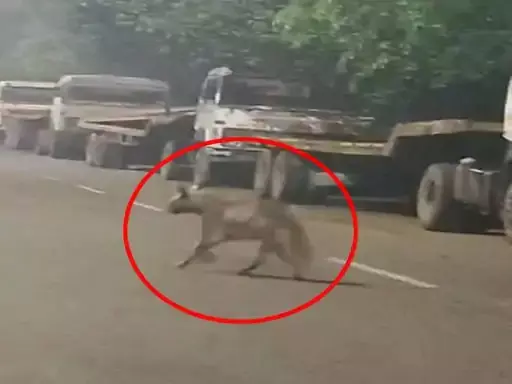 भिलाई में लकड़बग्घा दिखा, वन विभाग ने किया अलर्ट भिलाई में लकड़बग्घा दिखा, वन विभाग ने किया अलर्ट
