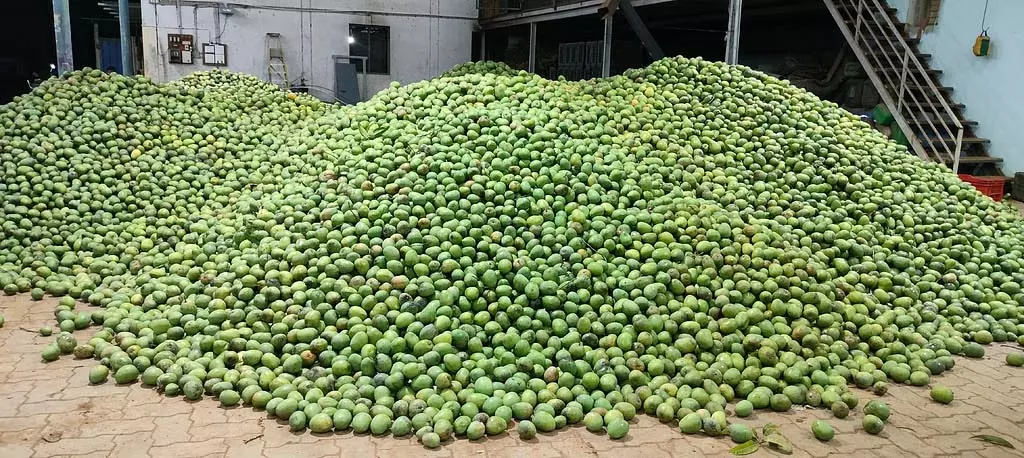 आम की पैदावार में गिरावट: किसान सुपारी की ओर रुख कर रहे आम की पैदावार में गिरावट: किसान सुपारी की ओर रुख कर रहे