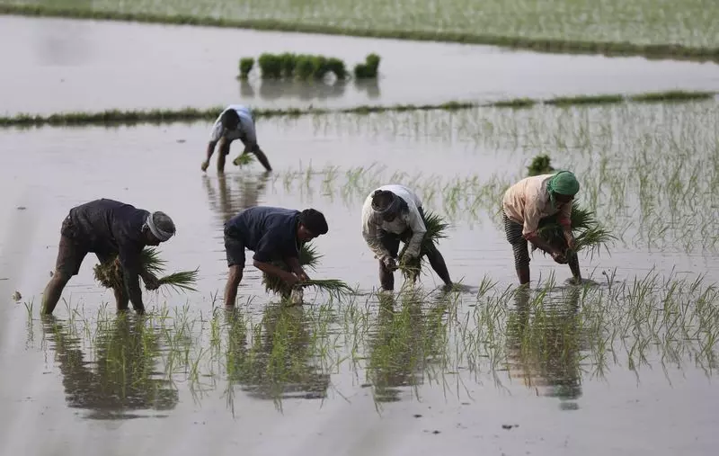MSP में 3% की बढ़ोतरी, दलहन, तिलहन में 9% तक की बढ़ोतरी MSP में 3% की बढ़ोतरी, दलहन, तिलहन में 9% तक की बढ़ोतरी