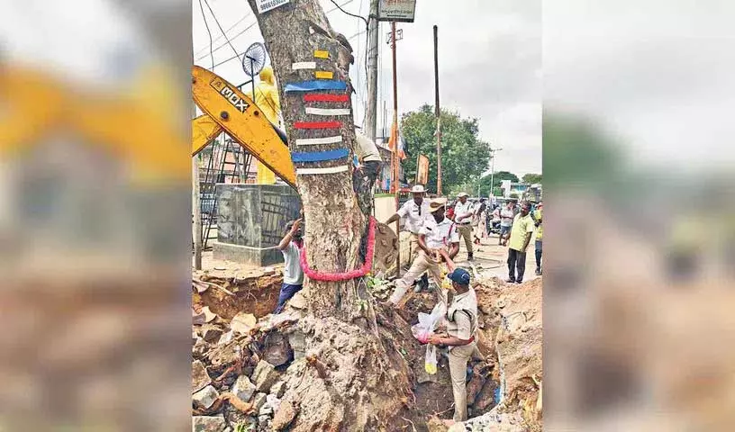 पेड़ को लोथुकुंटा वाई-जंक्शन से अलवल में ITI कॉलेज परिसर में स्थानांतरित किया गया पेड़ को लोथुकुंटा वाई-जंक्शन से अलवल में ITI कॉलेज परिसर में स्थानांतरित किया गया