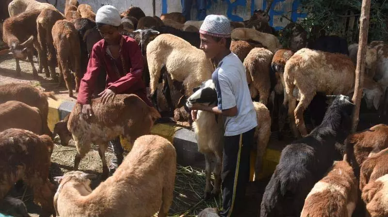 Telangana: बकरीद से पहले चिड़ियाघर ने सुरक्षा बढ़ा दी Telangana: बकरीद से पहले चिड़ियाघर ने सुरक्षा बढ़ा दी