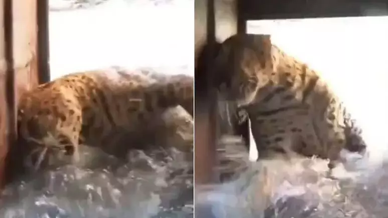 Video: खुले कुएं में गिरा तेंदुआ का बच्चा, वन विभाग ने ऐसे बचाई जान Video: खुले कुएं में गिरा तेंदुआ का बच्चा, वन विभाग ने ऐसे बचाई जान