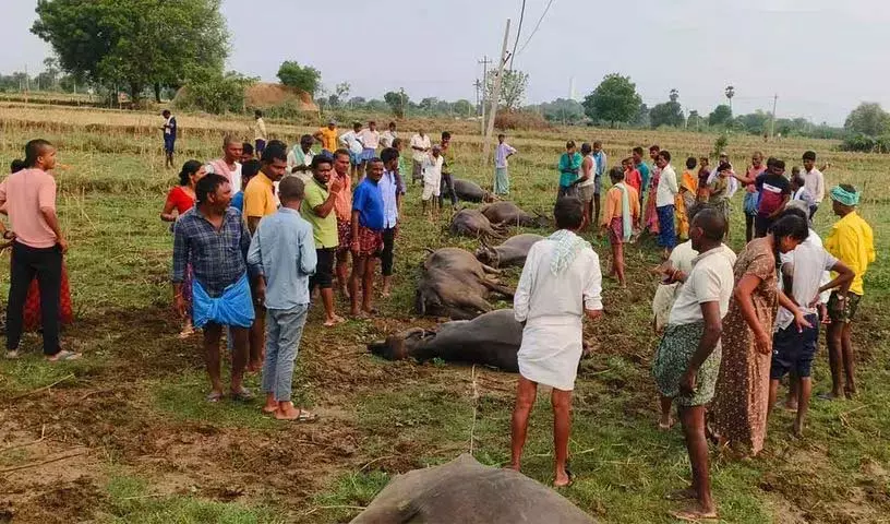 Telangana: महबूबाबाद में आठ भैंसों की बिजली से मौत Telangana: महबूबाबाद में आठ भैंसों की बिजली से मौत