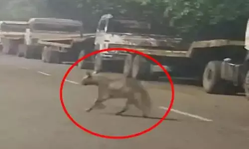 भिलाई में लकड़बग्घा दिखा, वन विभाग ने किया अलर्ट