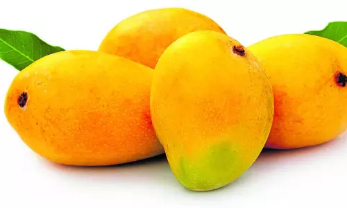 मैंगो एंड कटहल फेस्ट: कल से शुरू होगा मैंगो एंड कटहल मेला