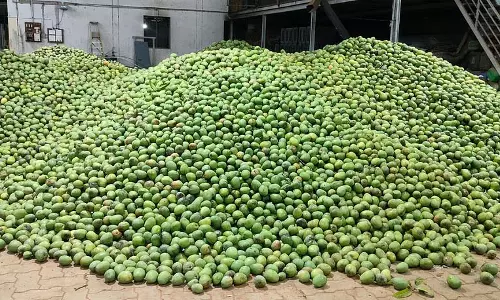 आम की पैदावार में गिरावट: किसान सुपारी की ओर रुख कर रहे