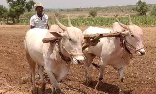मानसून की बारिश शुरू: कृषि विभाग द्वारा बुवाई के बीज वितरित किए गए मानसून की बारिश शुरू: कृषि विभाग द्वारा बुवाई के बीज वितरित किए गए