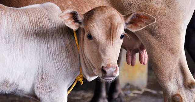 Assam : डिब्रूगढ़ में संदिग्ध गाय चोर की पीट-पीटकर हत्या