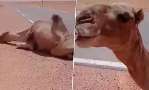 प्यास से तड़पते ऊंट को शख्स ने पिलाया पानी, जमकर वायरल हुआ VIDEO प्यास से तड़पते ऊंट को शख्स ने पिलाया पानी, जमकर वायरल हुआ VIDEO