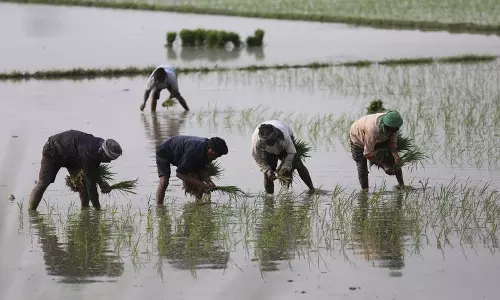 MSP में 3% की बढ़ोतरी, दलहन, तिलहन में 9% तक की बढ़ोतरी MSP में 3% की बढ़ोतरी, दलहन, तिलहन में 9% तक की बढ़ोतरी