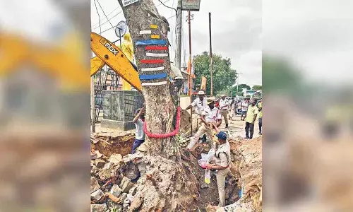 पेड़ को लोथुकुंटा वाई-जंक्शन से अलवल में ITI कॉलेज परिसर में स्थानांतरित किया गया