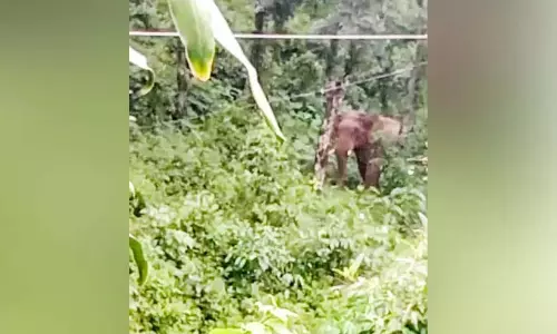 Kerala : जंगली हाथियों ने कुलाममकुझी और पटायादम्पी में फसलों को नष्ट कर दिया