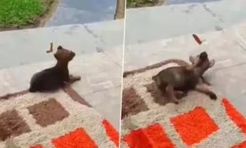 तितली के साथ मजे से खेलता दिखा कुत्ता, देखें मनमोहक VIDEO