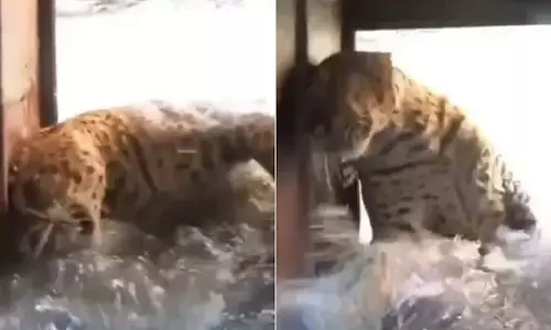 Video: खुले कुएं में गिरा तेंदुआ का बच्चा, वन विभाग ने ऐसे बचाई जान
