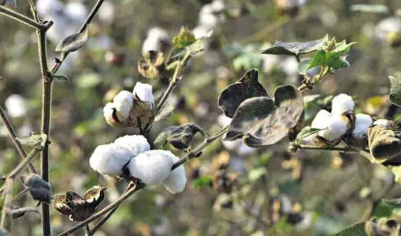 वनकालम से पहले नकली कपास बीज की वजह से तेलंगाना के किसान परेशान वनकालम से पहले नकली कपास बीज की वजह से तेलंगाना के किसान परेशान