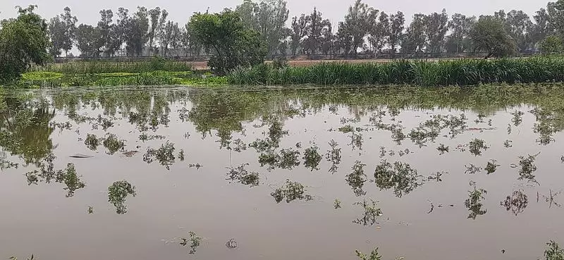 उफनती नदियां और सूखी नहरें Sirsa के किसानों को मुश्किल में डाल रही उफनती नदियां और सूखी नहरें Sirsa के किसानों को मुश्किल में डाल रही