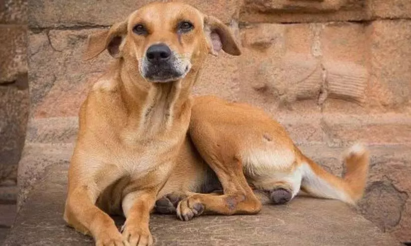 आवारा कुत्तों ने मुर्गियों को मार डाला; बंजालाकला के निवासियों ने संघर्ष किया आवारा कुत्तों ने मुर्गियों को मार डाला; बंजालाकला के निवासियों ने संघर्ष किया