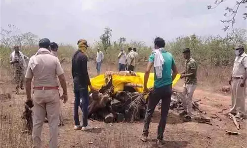 Panna:टाइगर रिजर्व में बाघिन की संदिग्ध मौत