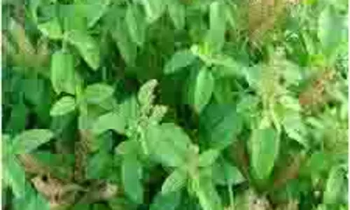 Health: तुलसी के पत्तों का इन तरीकों से करें इस्तेमाल, मिलेंगे जबरदस्त फायदे Health: तुलसी के पत्तों का इन तरीकों से करें इस्तेमाल, मिलेंगे जबरदस्त फायदे