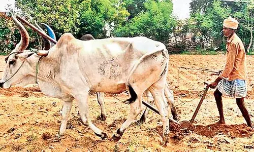 Odisha : खेत खरीफ की खेती के लिए तैयार Odisha : खेत खरीफ की खेती के लिए तैयार