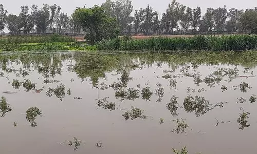 उफनती नदियां और सूखी नहरें Sirsa के किसानों को मुश्किल में डाल रही उफनती नदियां और सूखी नहरें Sirsa के किसानों को मुश्किल में डाल रही