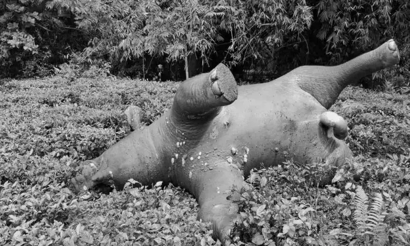Assam: डिगबोई में अवैध रूप से बिजली का करंट लगने से जंगली हाथी की मौत