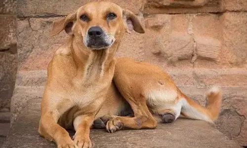 आवारा कुत्तों ने मुर्गियों को मार डाला; बंजालाकला के निवासियों ने संघर्ष किया