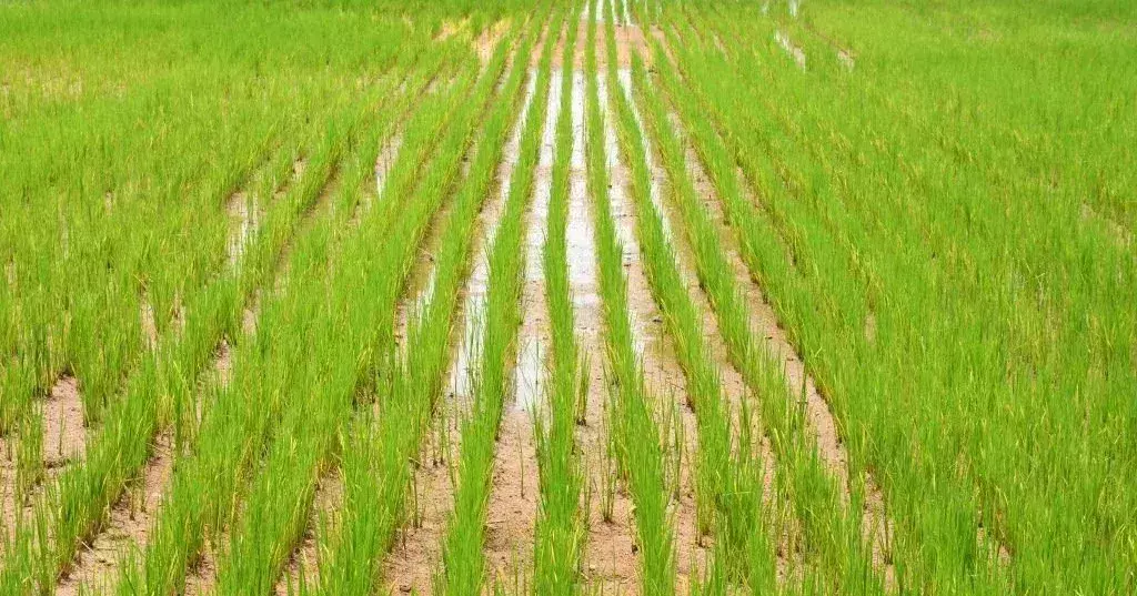 Lucknow: गेहूं जैसी बुआई से धान की खेती में क्रांति, किसानों को सुझाव Lucknow: गेहूं जैसी बुआई से धान की खेती में क्रांति, किसानों को सुझाव