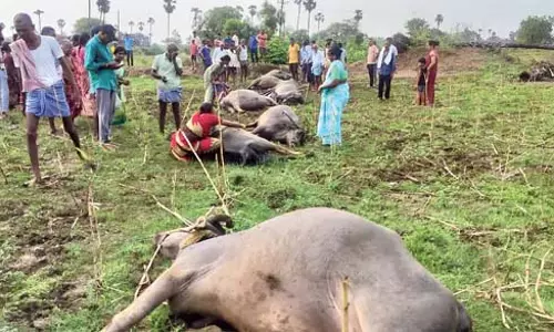 Andhra : किसानों की आजीविका को बिजली का झटका Andhra : किसानों की आजीविका को बिजली का झटका