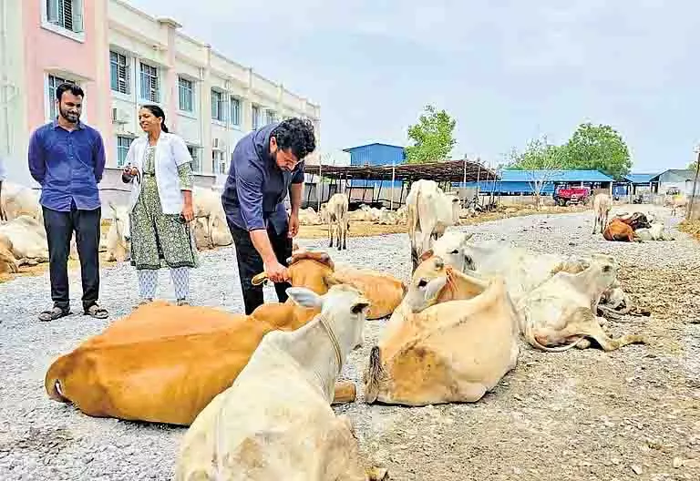 Telangana में मंदिर के गोशाला में अधिक भीड़ के कारण बछड़ों की मौत Telangana में मंदिर के गोशाला में अधिक भीड़ के कारण बछड़ों की मौत