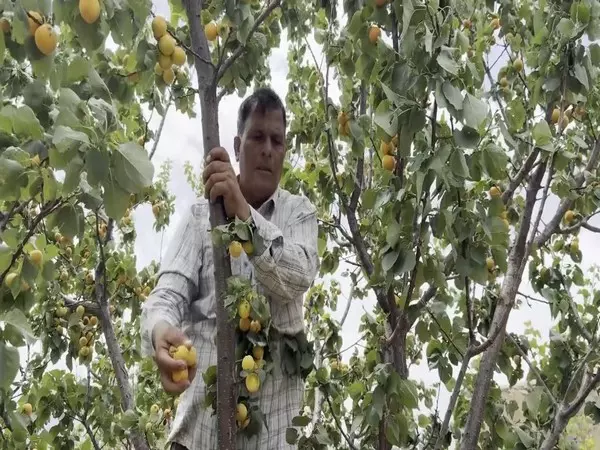 पहलगाम हमले के बाद Udhampur के खुबानी उत्पादकों पर संकट, पर्यटकों की कमी से बिक्री ठप पहलगाम हमले के बाद Udhampur के खुबानी उत्पादकों पर संकट, पर्यटकों की कमी से बिक्री ठप